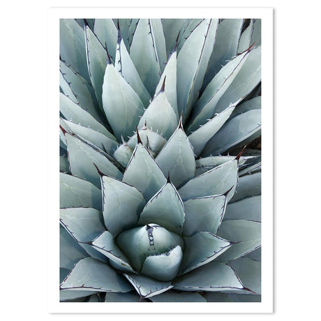 wall-art-print-canvas-poster-framed-Agave Cactus-by-Gioia Wall Art-Gioia Wall Art