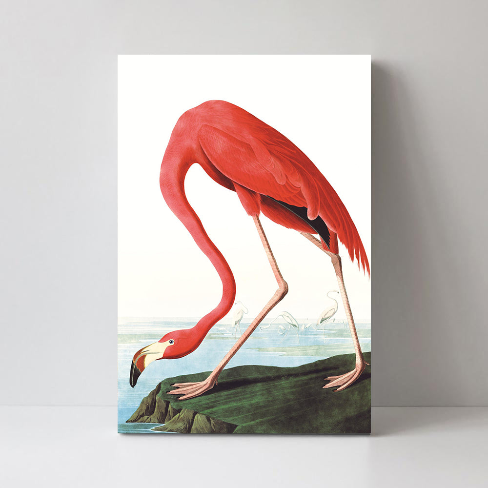 wall-art-print-canvas-poster-framed-American Flamingo By John James Audubon-by-Gioia Wall Art-Gioia Wall Art