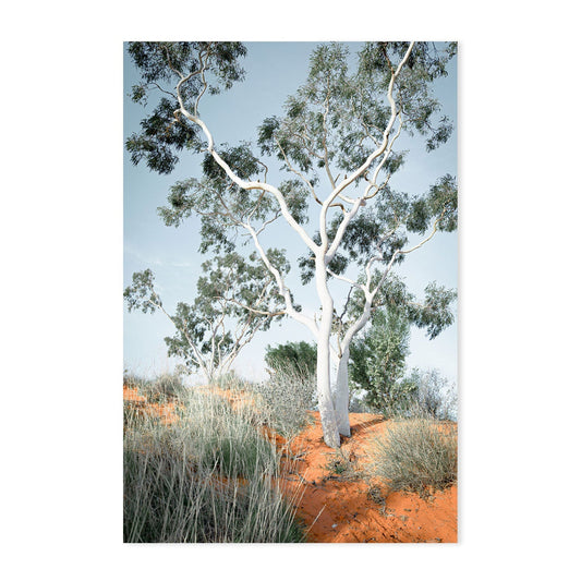 wall-art-print-canvas-poster-framed-Australian Gum Tree-GIOIA-WALL-ART