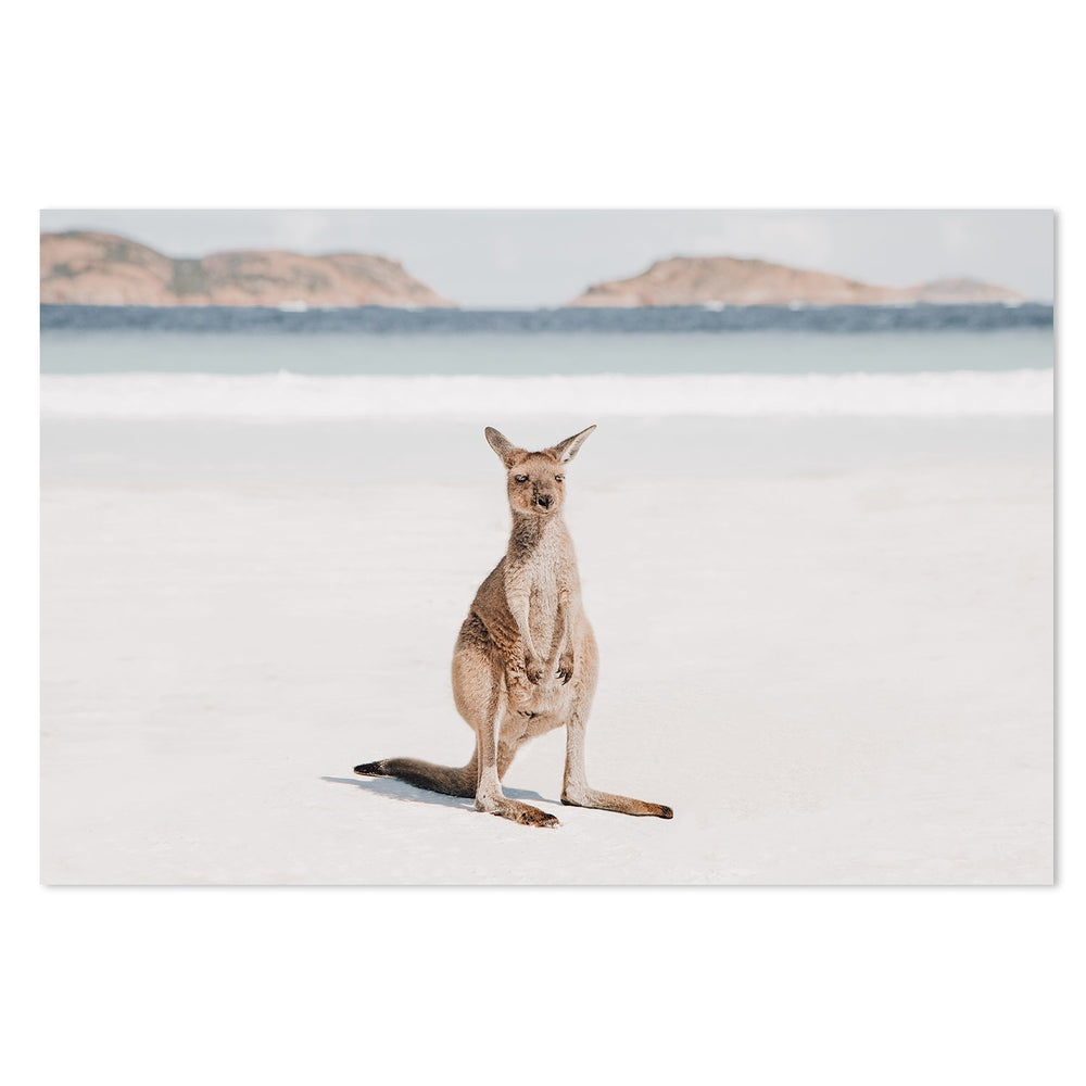 wall-art-print-canvas-poster-framed-Baby Kangaroo On Lucky Bay-by-Gioia Wall Art-Gioia Wall Art