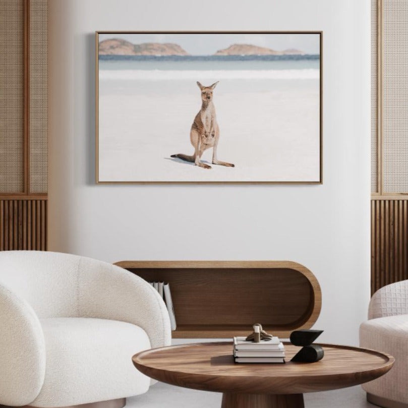 wall-art-print-canvas-poster-framed-Baby Kangaroo On Lucky Bay-by-Gioia Wall Art-Gioia Wall Art