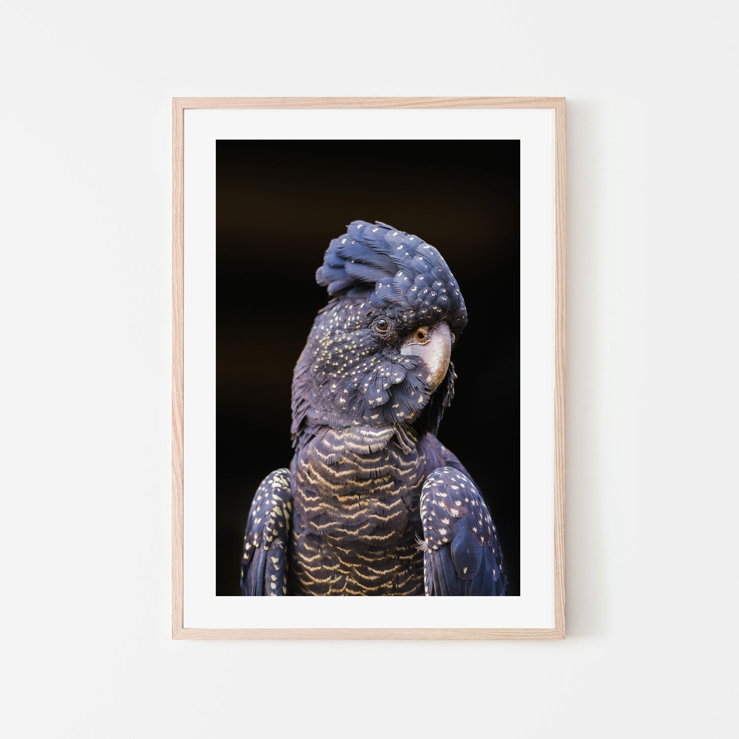 wall-art-print-canvas-poster-framed-Black Cockatoo, Style B-by-Gioia Wall Art-Gioia Wall Art