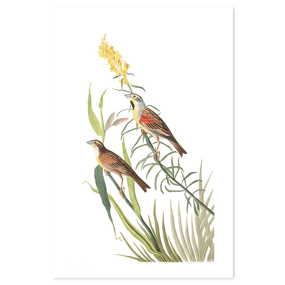 wall-art-print-canvas-poster-framed-Black Throated Bunting, By John James Audubon-by-Gioia Wall Art-Gioia Wall Art