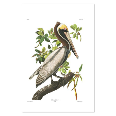 wall-art-print-canvas-poster-framed-Brown Pelican, By John James Audubon-by-Gioia Wall Art-Gioia Wall Art