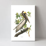 wall-art-print-canvas-poster-framed-Brown Pelican, By John James Audubon-by-Gioia Wall Art-Gioia Wall Art