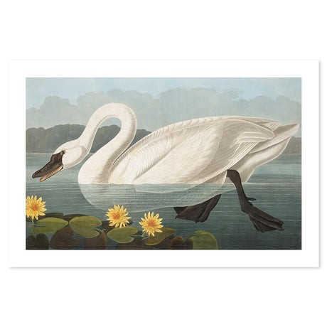 wall-art-print-canvas-poster-framed-Common American Swan, By John James Audubon-by-Gioia Wall Art-Gioia Wall Art
