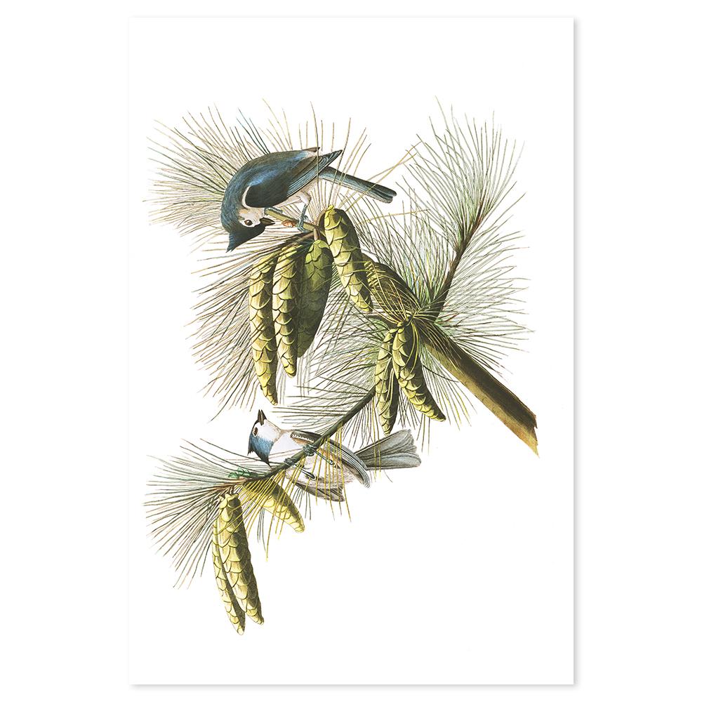 wall-art-print-canvas-poster-framed-Crested Titmouse, By John James Audubon-by-Gioia Wall Art-Gioia Wall Art