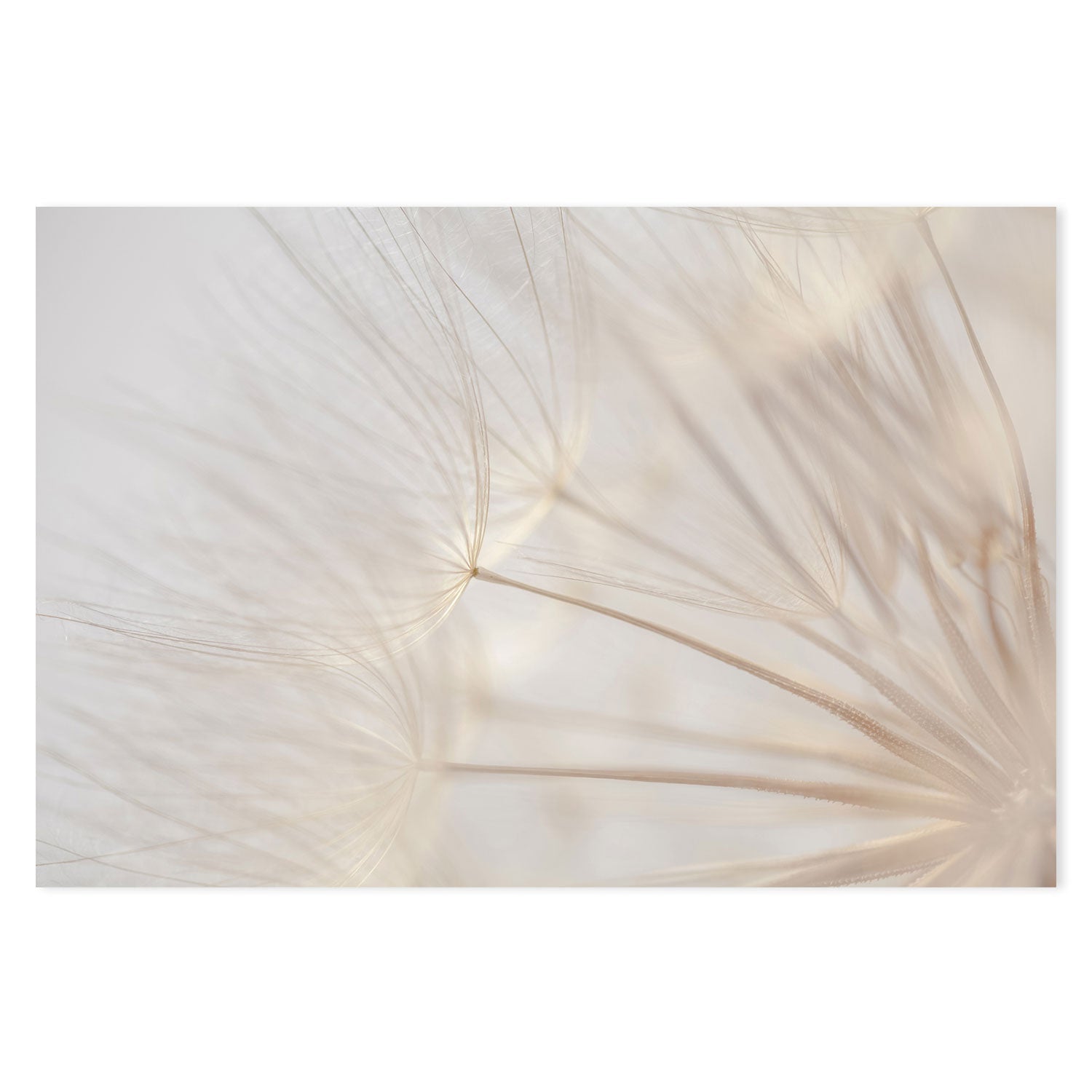 wall-art-print-canvas-poster-framed-Dandelions In The Breeze-GIOIA-WALL-ART