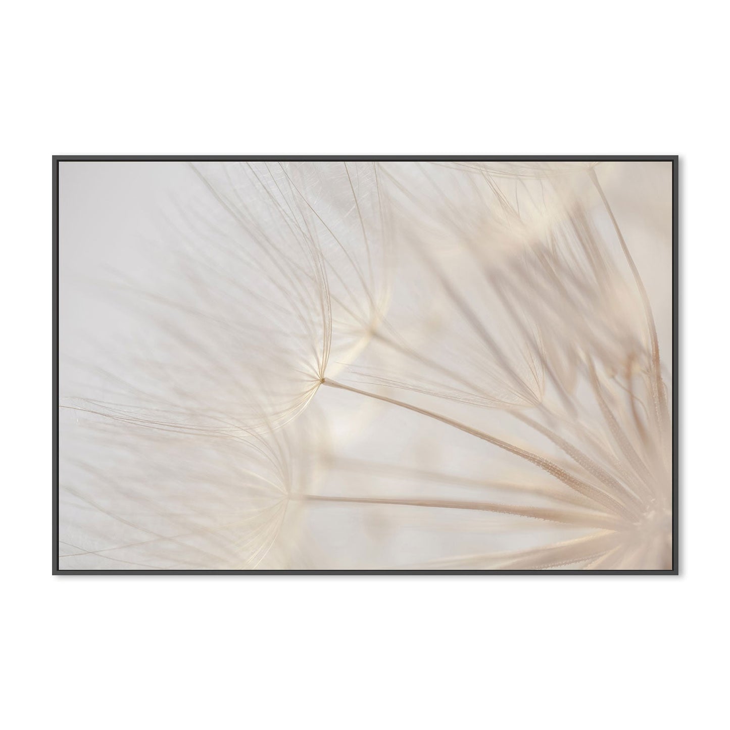 wall-art-print-canvas-poster-framed-Dandelions In The Breeze-GIOIA-WALL-ART