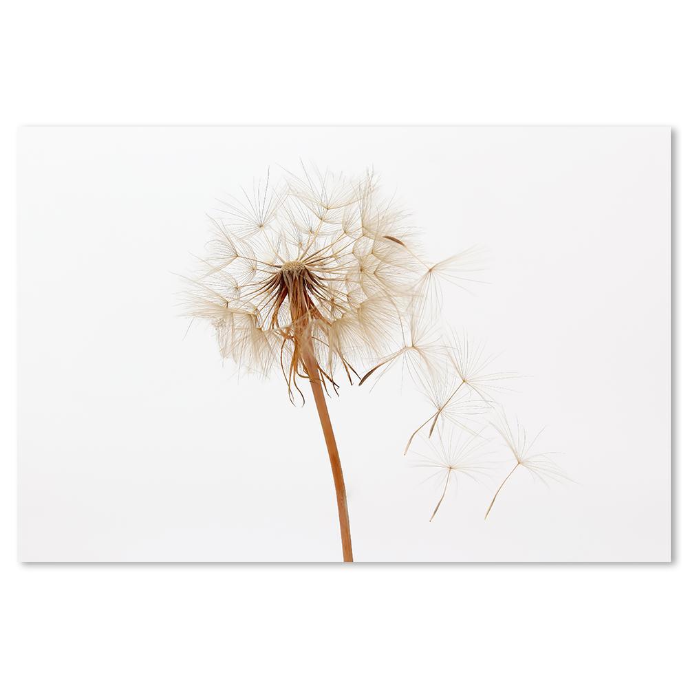 wall-art-print-canvas-poster-framed-Dandelions, Set Of 2-by-Gioia Wall Art-Gioia Wall Art