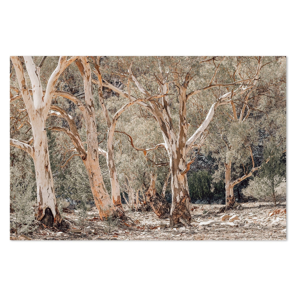 Gum Tree Forest-Gioia-Prints-Framed-Canvas-Poster-GIOIA-WALL-ART