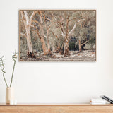 Gum Tree Forest-Gioia-Prints-Framed-Canvas-Poster-GIOIA-WALL-ART