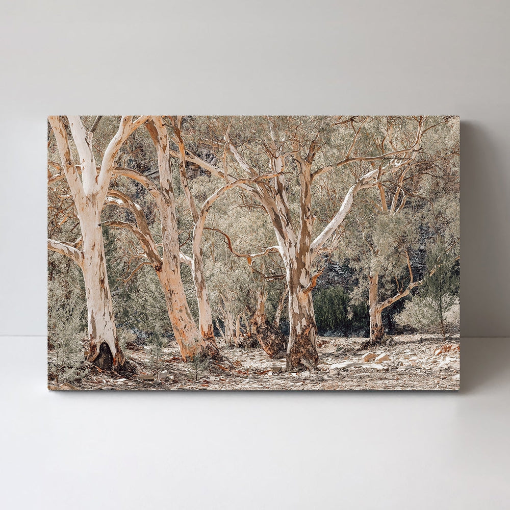 Gum Tree Forest-Gioia-Prints-Framed-Canvas-Poster-GIOIA-WALL-ART