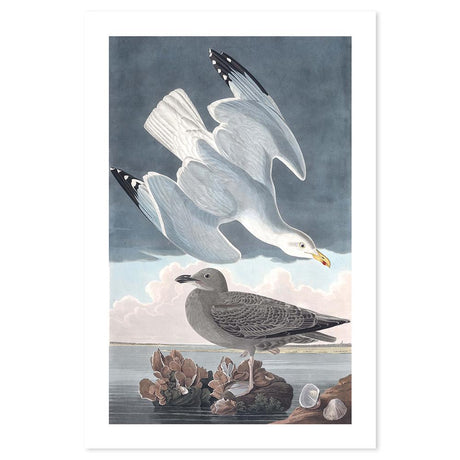 wall-art-print-canvas-poster-framed-Herring Gull, By John James Audubon-by-Gioia Wall Art-Gioia Wall Art