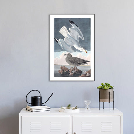 wall-art-print-canvas-poster-framed-Herring Gull, By John James Audubon-by-Gioia Wall Art-Gioia Wall Art