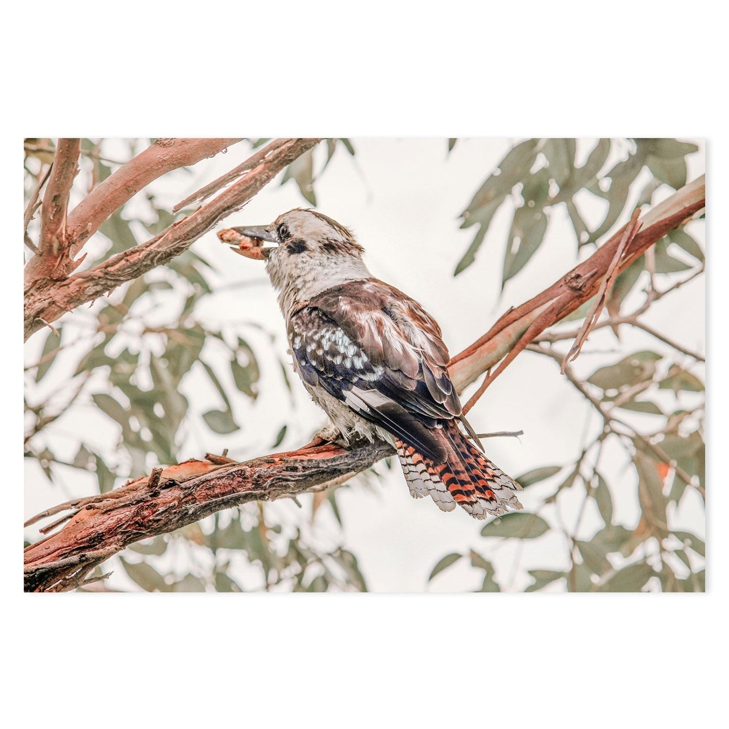 wall-art-print-canvas-poster-framed-Hungry Kookaburra-GIOIA-WALL-ART