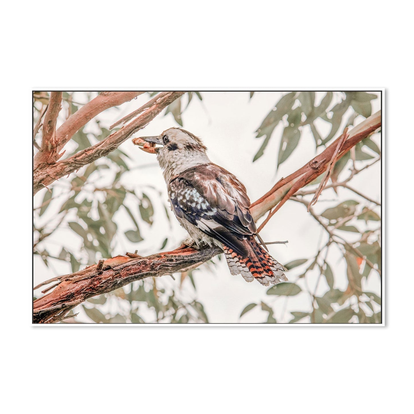 wall-art-print-canvas-poster-framed-Hungry Kookaburra-GIOIA-WALL-ART