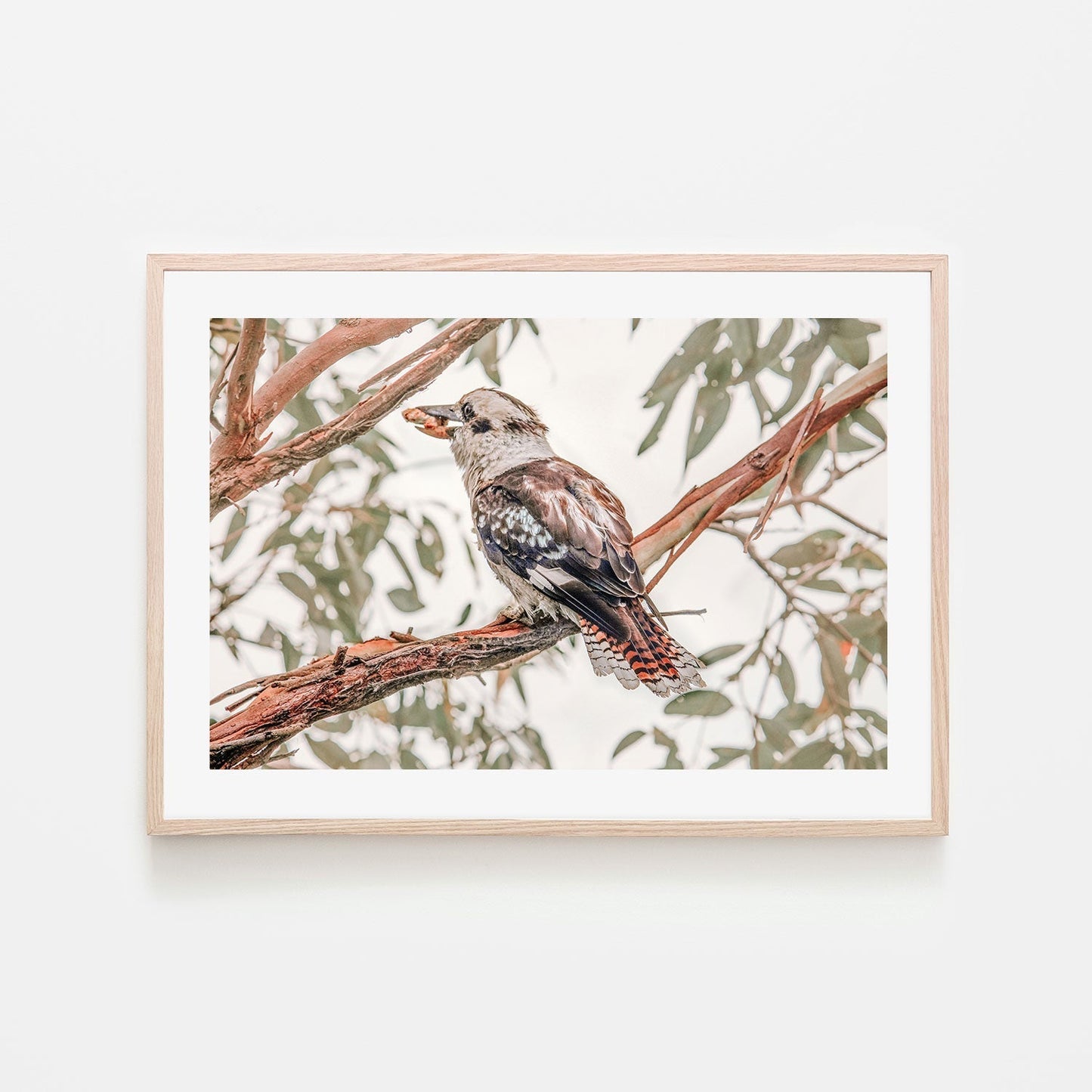 wall-art-print-canvas-poster-framed-Hungry Kookaburra-GIOIA-WALL-ART