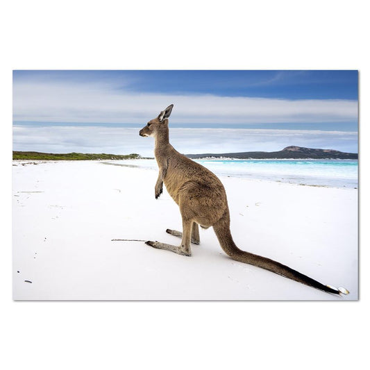 wall-art-print-canvas-poster-framed-Kangaroo Bay-by-Gioia Wall Art-Gioia Wall Art