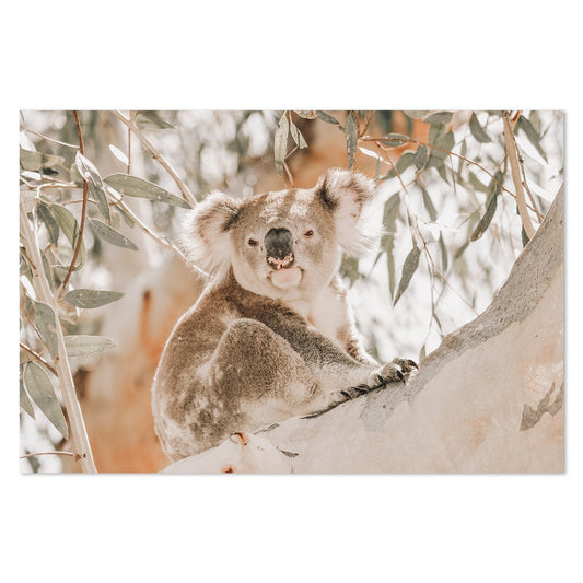 wall-art-print-canvas-poster-framed-Koala Resting-by-Gioia Wall Art-Gioia Wall Art