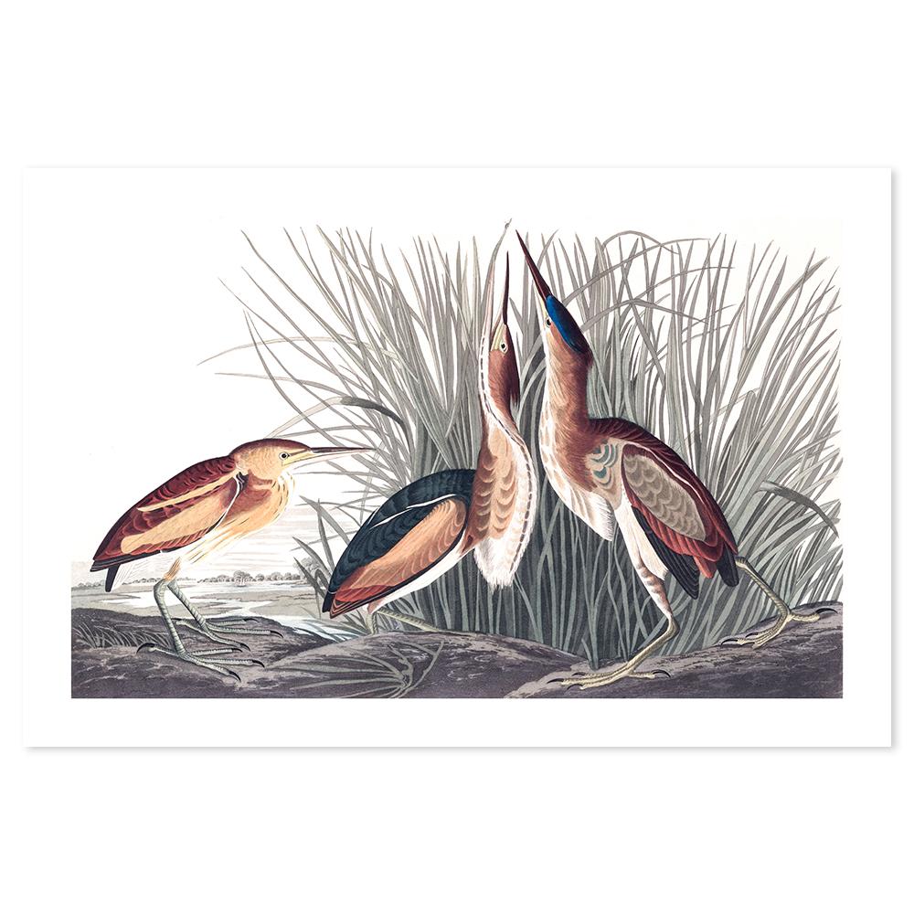 wall-art-print-canvas-poster-framed-Least Bittern, By John James Audubon-by-Gioia Wall Art-Gioia Wall Art