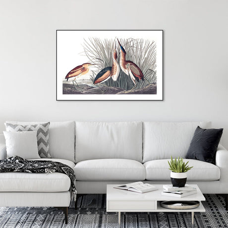 wall-art-print-canvas-poster-framed-Least Bittern, By John James Audubon-by-Gioia Wall Art-Gioia Wall Art