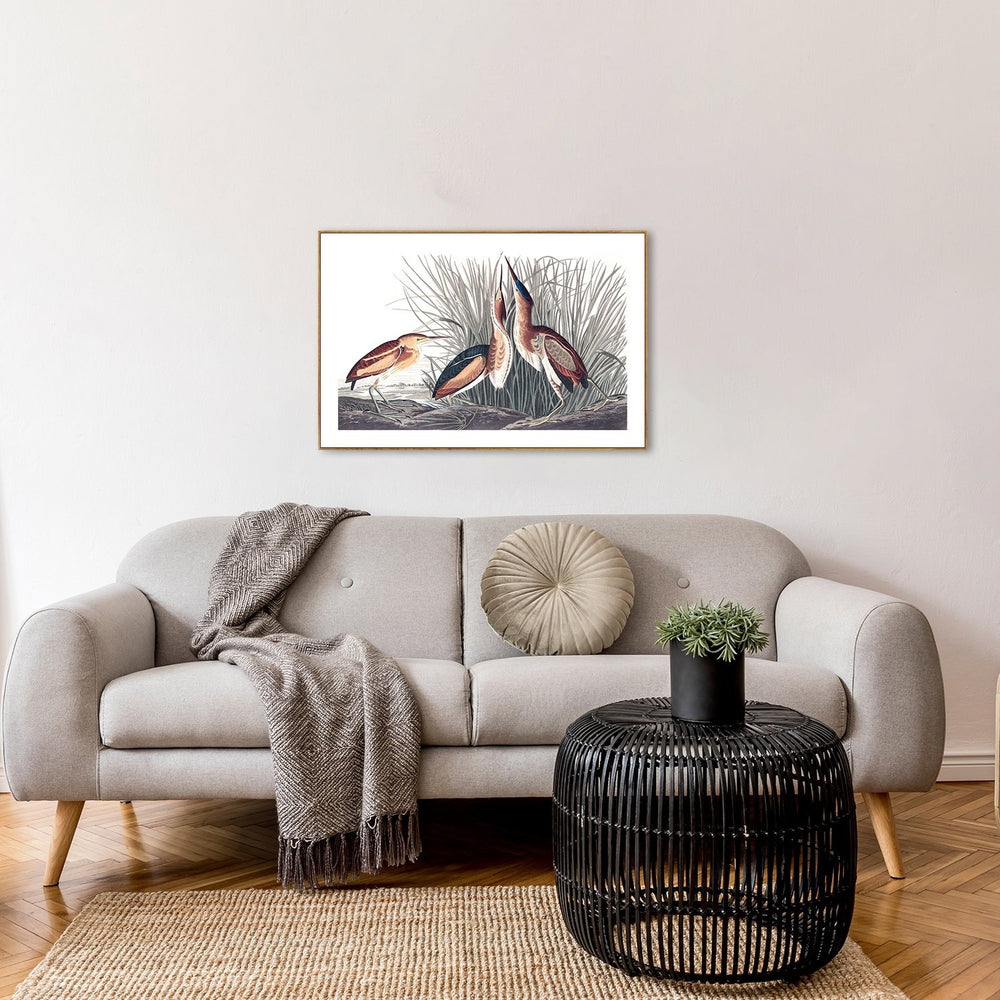 wall-art-print-canvas-poster-framed-Least Bittern, By John James Audubon-by-Gioia Wall Art-Gioia Wall Art