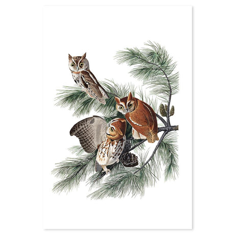 wall-art-print-canvas-poster-framed-Little Screech Owl, By John James Audubon-by-Gioia Wall Art-Gioia Wall Art