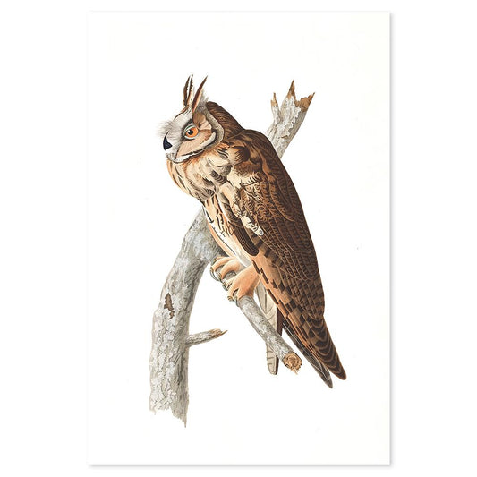 wall-art-print-canvas-poster-framed-Long Eared Owl, By John James Audubon-by-Gioia Wall Art-Gioia Wall Art