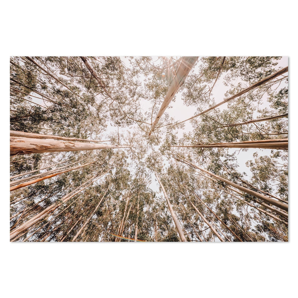 wall-art-print-canvas-poster-framed-Look Up Eucalyptus Forest-by-Gioia Wall Art-Gioia Wall Art