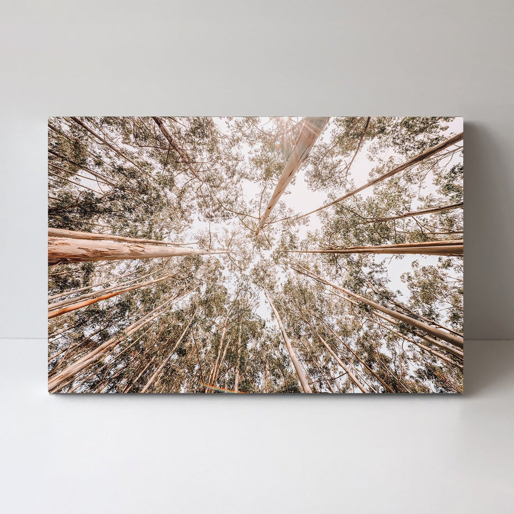 wall-art-print-canvas-poster-framed-Look Up Eucalyptus Forest-by-Gioia Wall Art-Gioia Wall Art