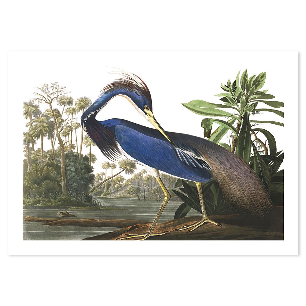 wall-art-print-canvas-poster-framed-Louisiana Heron, By John James Audubon-by-Gioia Wall Art-Gioia Wall Art