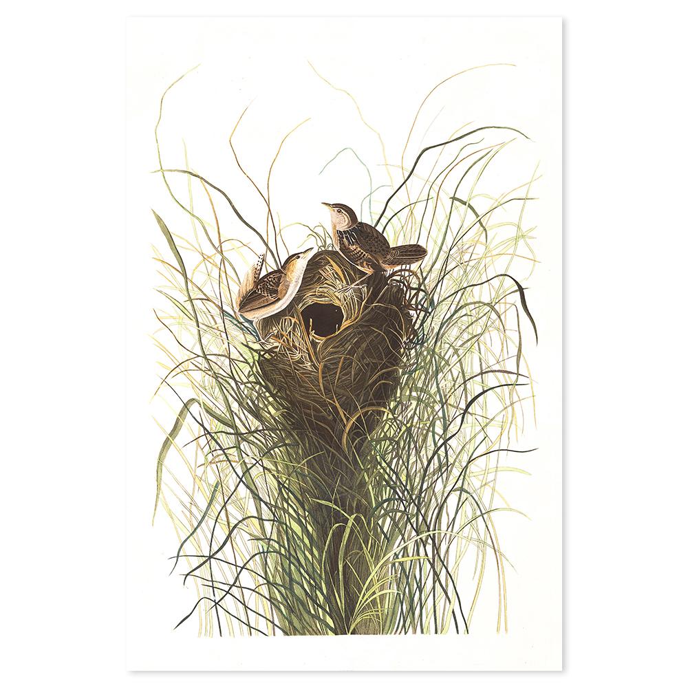 wall-art-print-canvas-poster-framed-Nuttals Lesser Marsh Wren By, John James Audubon-by-Gioia Wall Art-Gioia Wall Art