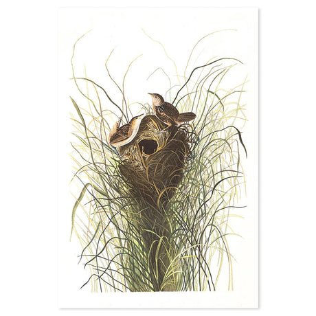 wall-art-print-canvas-poster-framed-Nuttals Lesser Marsh Wren By, John James Audubon-by-Gioia Wall Art-Gioia Wall Art