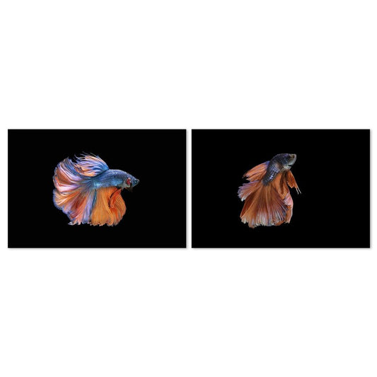 wall-art-print-canvas-poster-framed-Orange And Blue Goldfish, Set Of 2-by-Gioia Wall Art-Gioia Wall Art