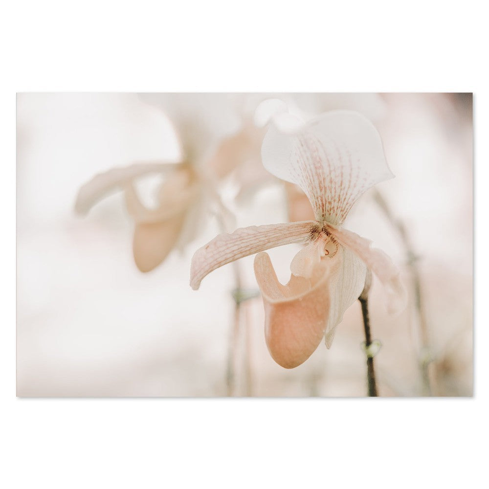 wall-art-print-canvas-poster-framed-Orchid Closeup-by-Gioia Wall Art-Gioia Wall Art