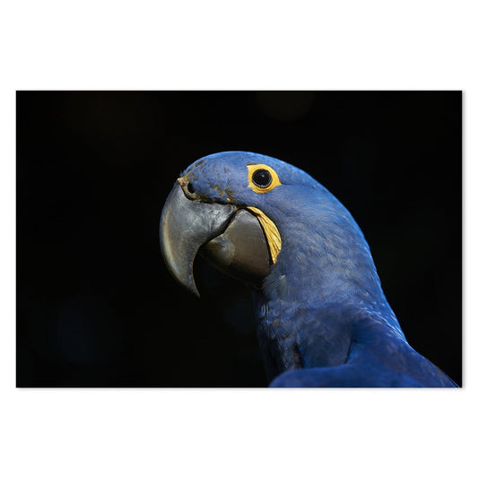 wall-art-print-canvas-poster-framed-Peeking Blue Parrot, Style A-by-Gioia Wall Art-Gioia Wall Art