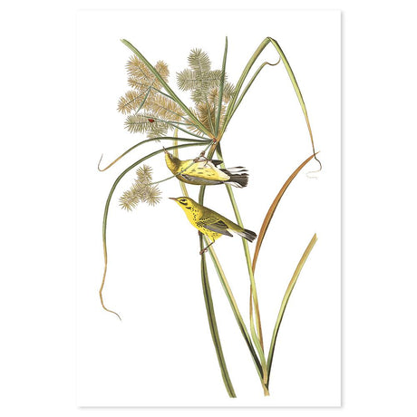 wall-art-print-canvas-poster-framed-Prairie Warbler, By John James Audubon-by-Gioia Wall Art-Gioia Wall Art