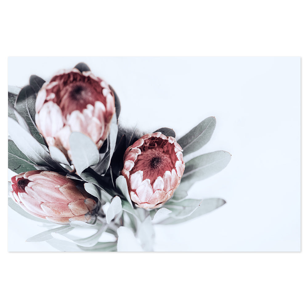 wall-art-print-canvas-poster-framed-Protea Obsession-by-Gioia Wall Art-Gioia Wall Art