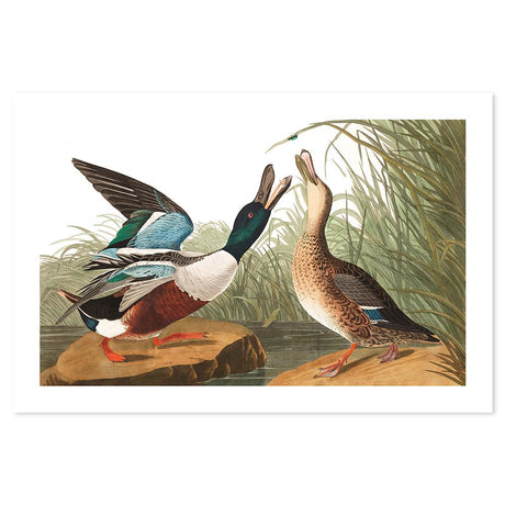 wall-art-print-canvas-poster-framed-Shoveller Duck, By John James Audubon-by-Gioia Wall Art-Gioia Wall Art