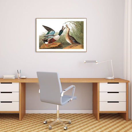 wall-art-print-canvas-poster-framed-Shoveller Duck, By John James Audubon-by-Gioia Wall Art-Gioia Wall Art