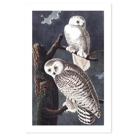 wall-art-print-canvas-poster-framed-Snowy Owl, By John James Audubon-by-Gioia Wall Art-Gioia Wall Art