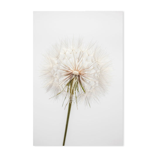 wall-art-print-canvas-poster-framed-Solo Dandelion-GIOIA-WALL-ART