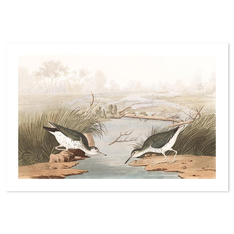 wall-art-print-canvas-poster-framed-Spotted Sandpiper, By John James Audubon-by-Gioia Wall Art-Gioia Wall Art