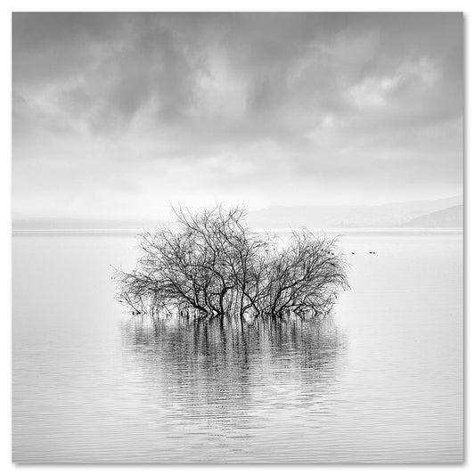 wall-art-print-canvas-poster-framed-Sunken Tree-by-Gioia Wall Art-Gioia Wall Art