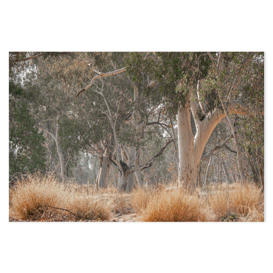 wall-art-print-canvas-poster-framed-Sunkissed Gumtrees-GIOIA-WALL-ART