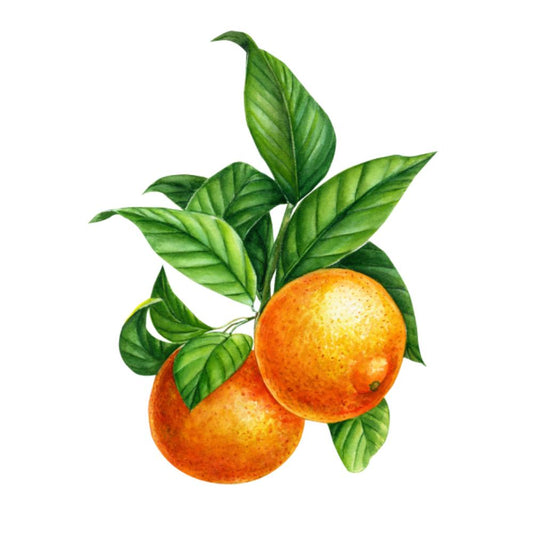 wall-art-print-canvas-poster-framed-Tangy Tangerine, Style A-by-Gioia Wall Art-Gioia Wall Art