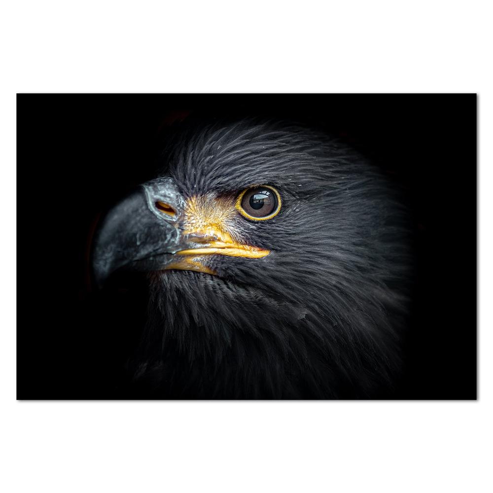 wall-art-print-canvas-poster-framed-The Eagle Eye-by-Gioia Wall Art-Gioia Wall Art