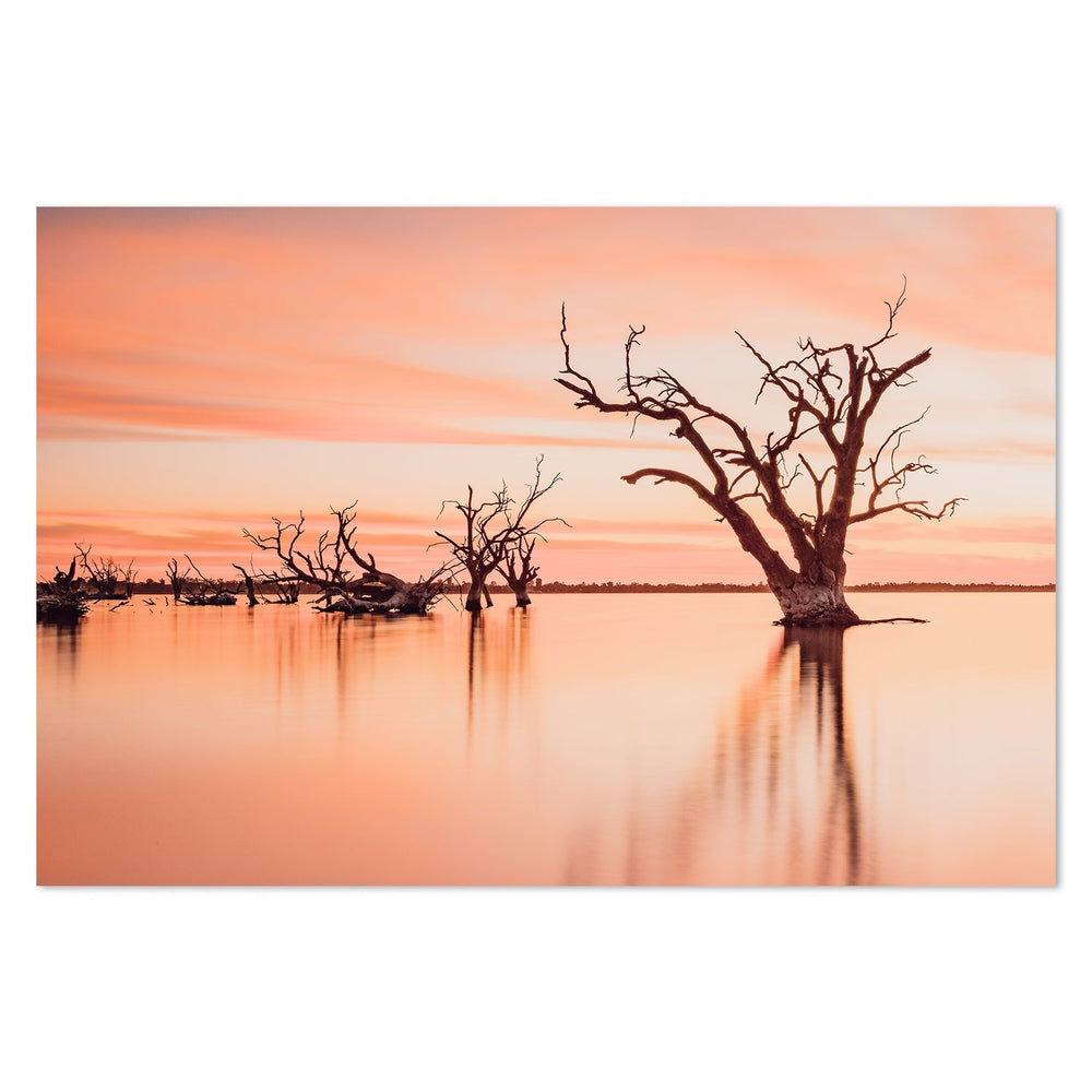 wall-art-print-canvas-poster-framed-The Old Red Gum Tree, Lake Booney, South Australia-by-Gioia Wall Art-Gioia Wall Art