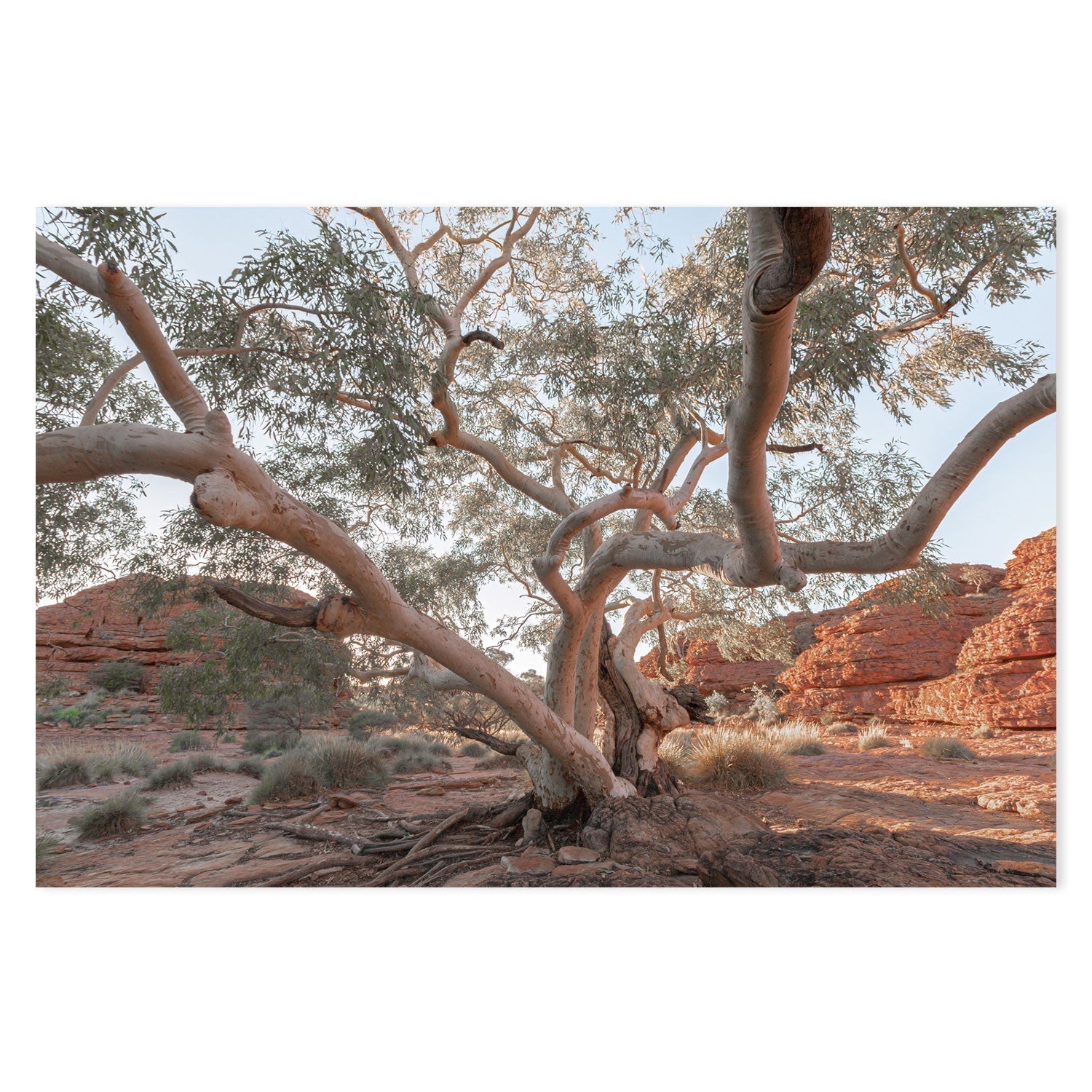 wall-art-print-canvas-poster-framed-Twisting Gum Tree-GIOIA-WALL-ART